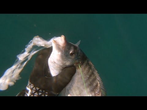 Зубарик Подводная охота