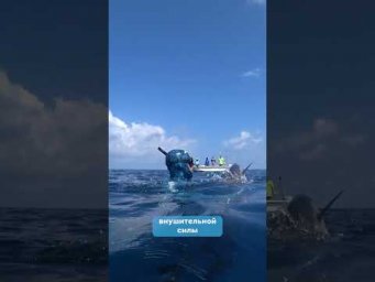Собакозубый тунец, он же собака, он же догги - самый сильный тунец!