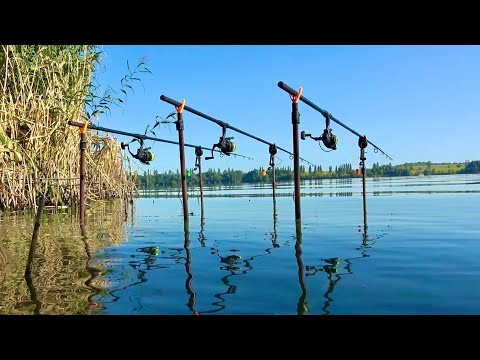 Ну і сільні тут риби! Ловля трофейного товстолоба на дикарі. Рибалка на технопланктон