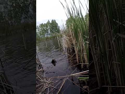 ЛИН-КАБАН #Трофей #Лин #Рибалка #shorts ЛИН-КАБАН #Трофей #Лин #Рибалка #shorts