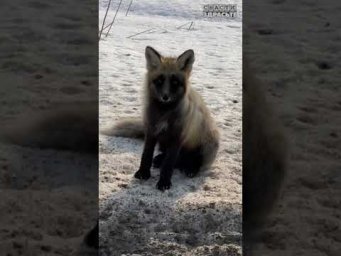 Что по рыбе в СИБИРИ?