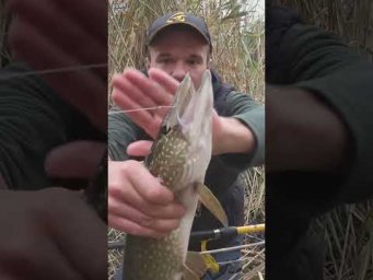 Как ловить щуку на карася поздней осенью.  #assistancetv  #рыбалка  #fishing #щука