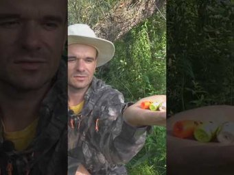 Попла-поппер ЖЖЁТ! И ты попробуй  #рыбалка #fishing #fish #рыбалкалетом #карась #лещ #окунь #фидер