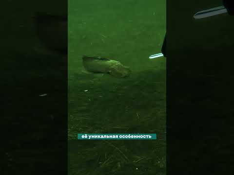 Знали такое про змееголова? Знали такое про змееголова?