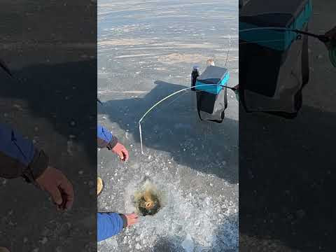 Такого РИЖОГО взяв. УЖАС  #рибалка #fishing #сазан