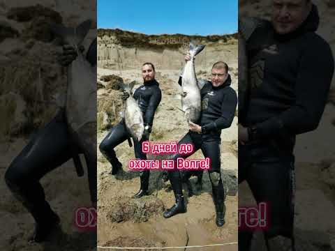 6 дней до охоты на Волге! #подводнаяохота #толстолобик
