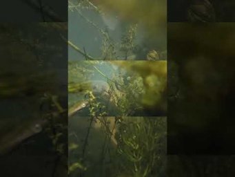 Сорвалась