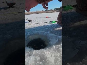 ПРОФІ достав САЗАНА #shorts #рибалка #сазан