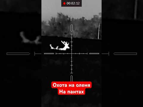 Охота на пантах проводится с 1.06 по 15.07, рога еще не окостенивают и очень ценны для медицины