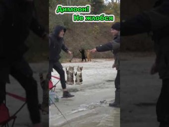 Не жлобись -  ДимООн   #fishing #assistancetv #рыбалканафидер #рыбалка#fishingvideo #кот #рыба