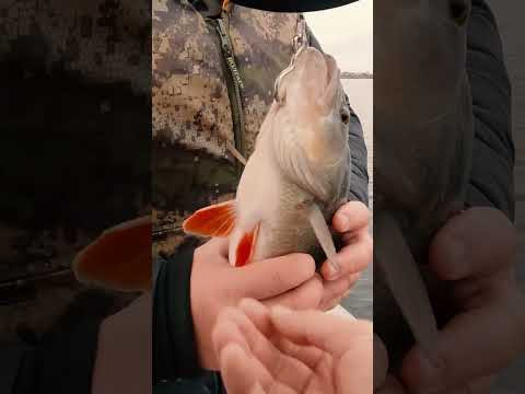 Окунь убийца щук РЕКОРД #рыбалка #fishing Окунь убийца щук РЕКОРД #рыбалка #fishing