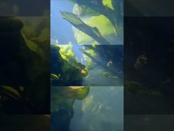 Море эмоций
