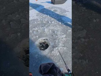 Сазан на ГРУ #сазан #рибалка #кивок