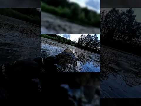 Срыв трофея!