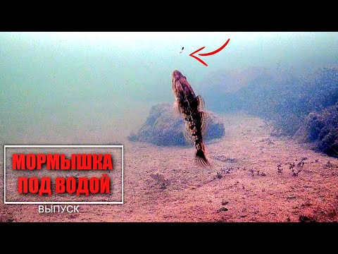 КИВОК ГНЕТ...ПЕРВЫЙ ЛЕД! Зимняя рыбалка на мормышку. Реакция рыбы, Безмотылка. Подводная съёмка. КИВОК ГНЕТ...ПЕРВЫЙ ЛЕД! Зимняя рыбалка на мормышку. Реакция рыбы, Безмотылка. Подводная съёмка.