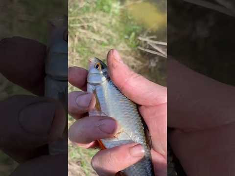 Плотва идет на нерест #плотва #рыбалкакстово #fishing