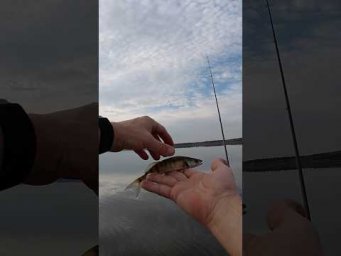 #fishing #спінінг #azura