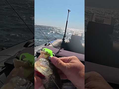 Кабани на нього #shorts #fishing #short Кабани на нього #shorts #fishing #short