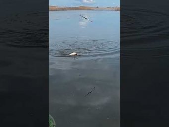 Рыбалка на поплавок  #рыбалка  #карась  #удочка