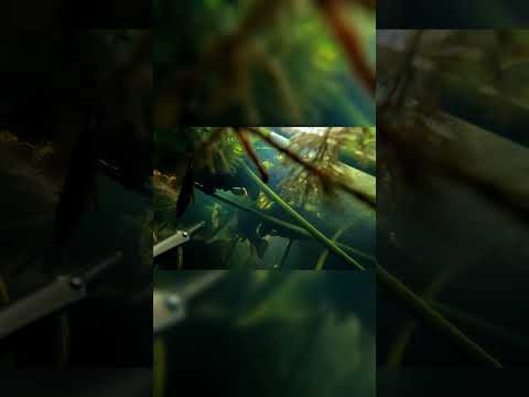 Среди кувшинок