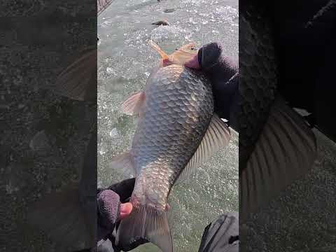 Яке ж ВОНО Здорове УЖАС #shorts #кароась #сазан