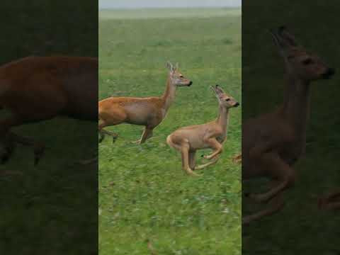 Охота на Косулю 