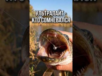 Тонкая снасть &mdash; правильная масть! #рыбалка #AssistanceTV #fishing #щука #судак #окунь #ультралайт