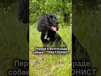 Первая в Волгограде собака триатлонист!