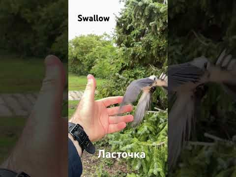 Swallow Ласточка #swallow #ласточки #birds #птицы #birds #nature Swallow Ласточка #swallow #ласточки #birds #птицы #birds #nature