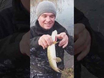 ЗИМА ОТКРЫТАЯ ВОДА   #assistancetv #рыбалка #fishing  #зима  #новичкам  #поплавок #вирусный