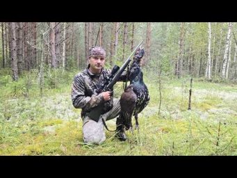 ОХОТА НА ТРОФЕЙНОГО ГЛУХАРЯ С ПОДХОДА. НАРВАЛСЯ НА МЕДВЕДИЦУ В ТАЙГЕ. ДОБЫЧА ТЕТЕРЕВА В ТРАВЕ.