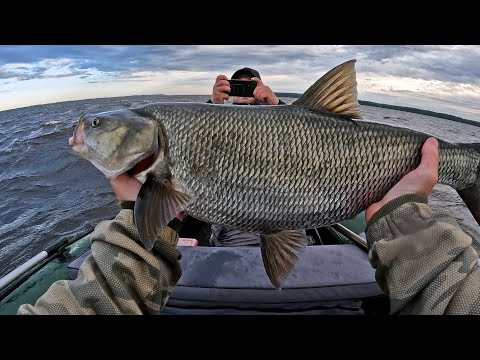 РЫБАЛКА НА ЖЕРЕХА ВЫШЛА ЖЕСТЬ! ЭТО ДИЧАЙШИЙ ЖОР! Бешеный КЛЕВ РЫБЫ. Рыбалка на спиннинг с лодки. РЫБАЛКА НА ЖЕРЕХА ВЫШЛА ЖЕСТЬ! ЭТО ДИЧАЙШИЙ ЖОР! Бешеный КЛЕВ РЫБЫ. Рыбалка на спиннинг с лодки.