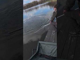 Трофей РОКУ сів #shorts #рибалка #сазан