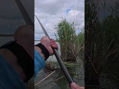 Карась КАЙФУШНІК #shorts #рибалка #карась Карась КАЙФУШНІК #shorts #рибалка #карась
