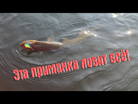 ЭТА ПРИМАНКА ЛОВИТ ВСЁ! ТРОФЕЙНЫЙ ОКУНЬ, ЩУКА И СУДАК НА ВОЛГЕ!!! ЭТА ПРИМАНКА ЛОВИТ ВСЁ! ТРОФЕЙНЫЙ ОКУНЬ, ЩУКА И СУДАК НА ВОЛГЕ!!!