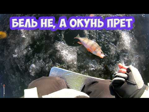 Бель не клюет, значит окунь прёт.