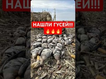 Охота состоится! С такой то стаей!