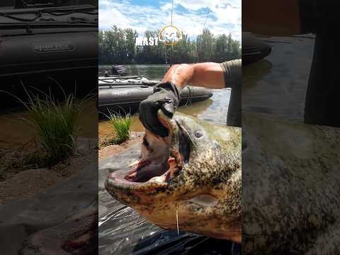 Huge #CATFISH / #BIGFISH Alarm / гигантский #сом Huge #CATFISH / #BIGFISH Alarm / гигантский #сом