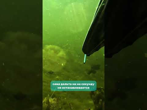 Дельта реки Или... Дельта реки Или...