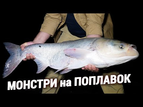 ТОРПЕДИ КЛЮЮТЬ на ПОПЛАВОК! Рибалка ТОРПЕДИ КЛЮЮТЬ на ПОПЛАВОК! Рибалка