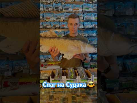 Слаг на судака