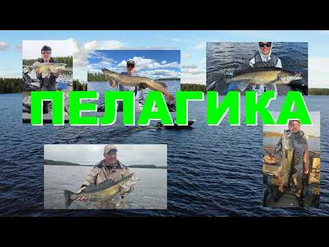 Рыбацкий рай. Ловля хищника.