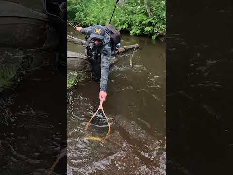 Форель Ленинградской области #трудоваярыбалка #форель #troutfishing #trout #shorts Форель Ленинградской области #трудоваярыбалка #форель #troutfishing #trout #shorts