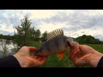 Со спиннингом по малой речке.Рыбалка на красивой речке.