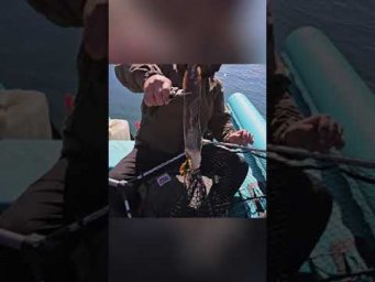 Надо было зажарить или нет?