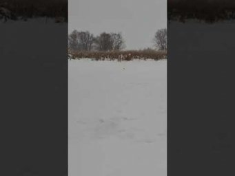 Чья жерлица, загар