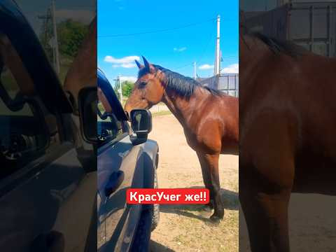 красивые животные! Умные и вообще&hellip; Нравятся мне 
