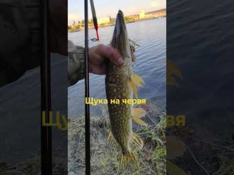 #Щука на червя. #Рыбалка с поплавком. Хотел поймать угря. #рыбалка2026