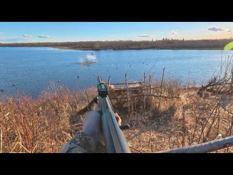 ОХОТА НА ГУСЯ НАС УДИВИЛА. ДОБЫЧА ПТИЦЫ НА ОЗЕРЕ. САДИМ ПТИЦУ НА ВОДУ.
