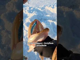 Окунь перестал клевать? Значит ждите щучью мать!